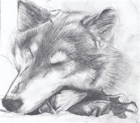 Sleeping Wolf By Goldenlabrador On Deviantart
