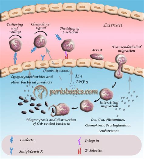 Basic Concepts In Inflammation And Mechanism Of Transendothelial