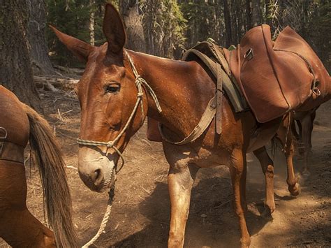 Whats The Difference Between And Horse And A Mule — Frontier Life
