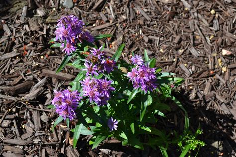 Purple Dome Aster Is A Fall Flowering Perennial Plant
