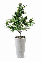 Silk Marijuana Plant