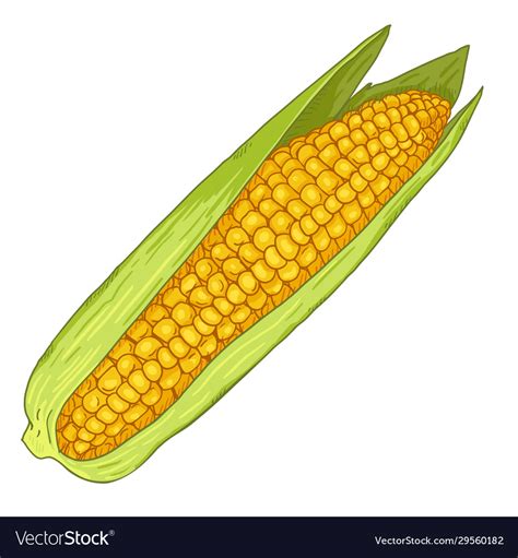 Cartoon Yellow Corn Cob Royalty Free Vector Image