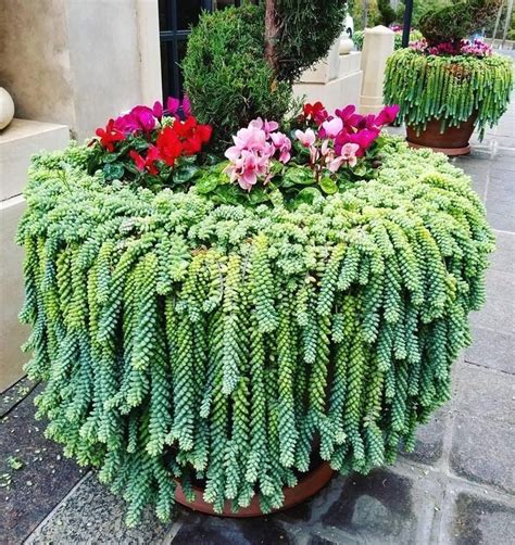Succulent Landscaping Succulent Gardening Cacti And Succulents Yard Landscaping Planting