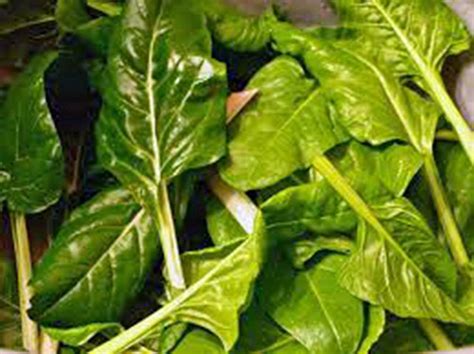 500 Swiss Chard Seeds Perpetual Spinach Seeds Seed World