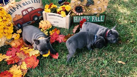 We have akc registered english and french bulldog puppies for sale in oklahoma. English Bulldogs & French Bulldog Puppies for sale in Oklahoma, Texas, and surrounding areas ...