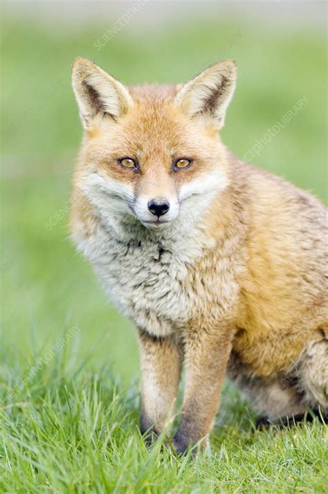 Red Fox Sitting On Grass Stock Image C0010521 Science Photo Library