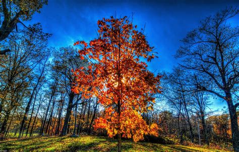 Wallpaper Autumn The Sky The Sun Trees Hdr Autumn Images For