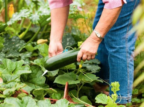 True food tv 357.357 views5 months ago. Growing Zucchinis From Seeds Video | Growing zucchini ...