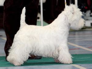west highland white terriers champdogs