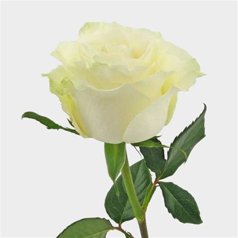 Rose Mondial 50 Cm Wholesale Blooms By The Box