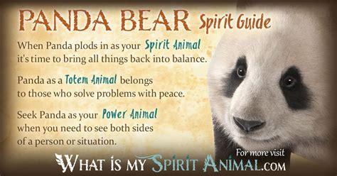 In Depth Panda Bear Symbolism And Panda Bear Meanings Panda Bear As A