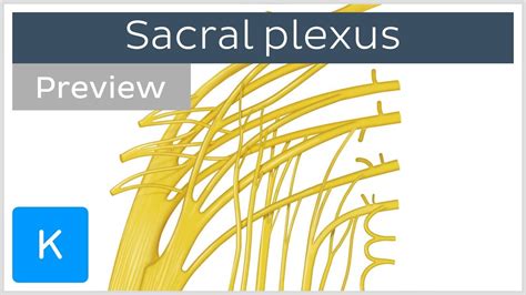 Sacral Plexus Made Easy Preview Human Anatomy Kenhub Youtube