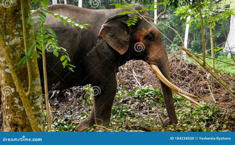Indian Elephant With Long Tusks Standing In Wild Tropical Jungle Forest