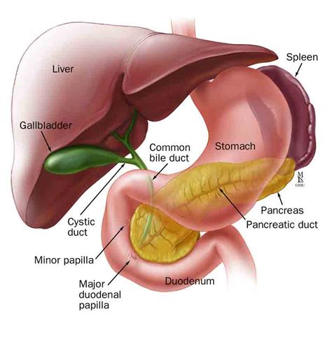 The liver, pancreas, and gallbladder. Exclusive: Inflammation of the Liver ~ Natural Health ...