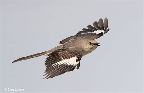 Arkansas State Bird Northern Mockingbird Fun Facts And Id