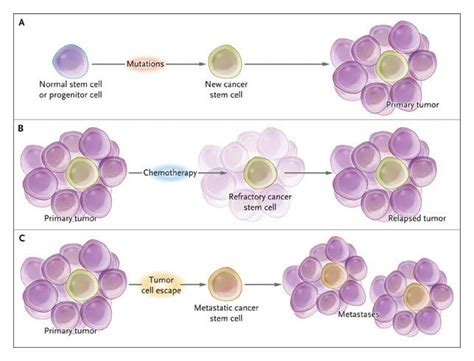 Cancer Stem Cells Images Cancerwalls