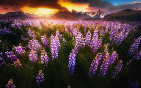 Download Wallpapers Lupines Evening Sunset Mountain Landscape