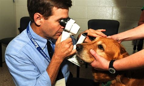 Dog Eye Allergies Symptoms Reasons And Basic Remedies Dog Blog