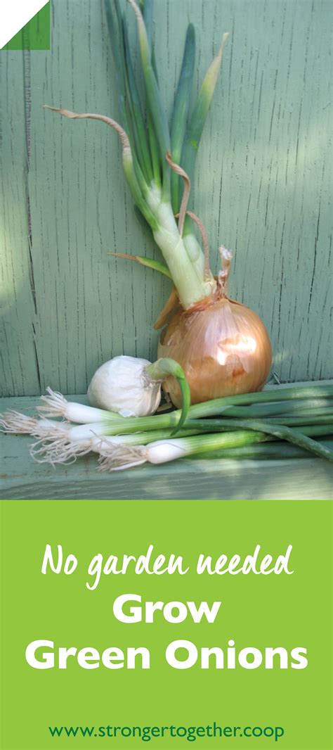 Growing Green Onions (Without a Garden) | Green onions growing, Growing vegetables in pots ...