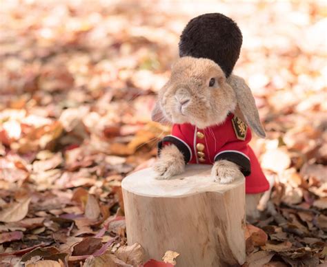 Meet Puipui The Adorable And Stylish Bunny Animal Photoshoot Bunny