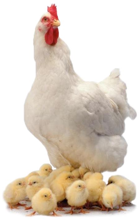 Download Chicken Png Hq Png Image Freepngimg Chicken Png Images Png