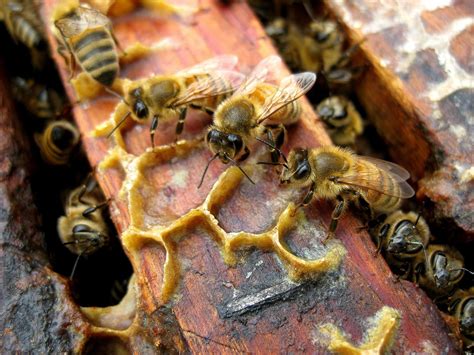 Urban Bees Bee Keeping Urban Busy Bee