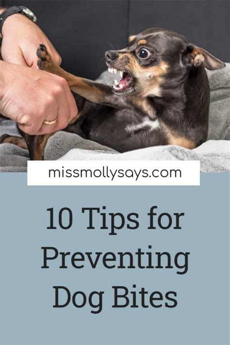 10 Tips For Preventing Dog Bites Miss Molly Says