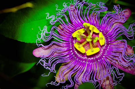 Exotic Flower Photograph By Michelle Armstrong