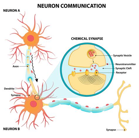 Neurons How The Brain Communicates Mental Health America