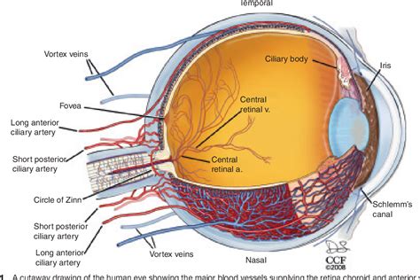 Developmental Anatomy Of The Retinal And Choroidal Vasculature