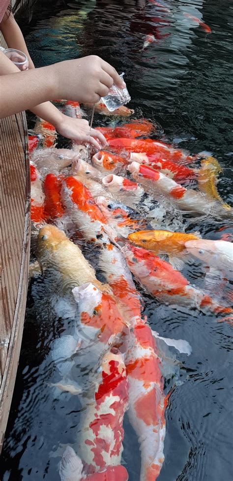 Feeding Colourful Koi Carp At Pond Stock Photo Image Of Pond Fish