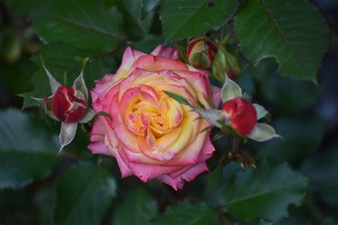 Rose Bud Blossom Free Photo On Pixabay