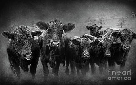 Black Angus Cattle Herd Photograph By Barbara Mcmahon Fine Art America