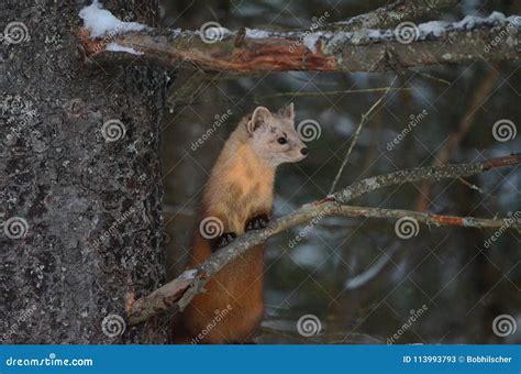 Pine Marten On A Tree Branch In Winter Stock Image Image Of Winter