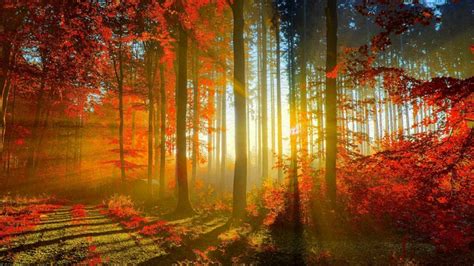 Autumn Forest Wallpapers Top Free Autumn Forest Backgrounds