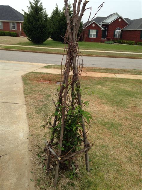 Rustic Trellis Made From Fig Branches And Grape Vine Garden Trellis