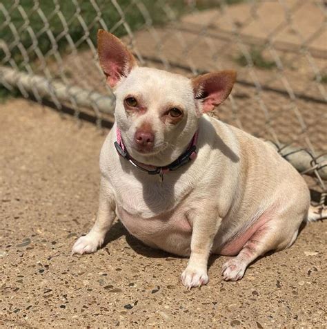 Chonky Chihuahua Who Could Barely Walk Makes Amazing Transformation