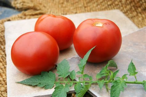 Bhn 602 Tomato Treated Seed Seedway