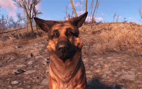 Dogmeat Fallout 4 Awobbies Canon Wikia Fandom Powered By Wikia