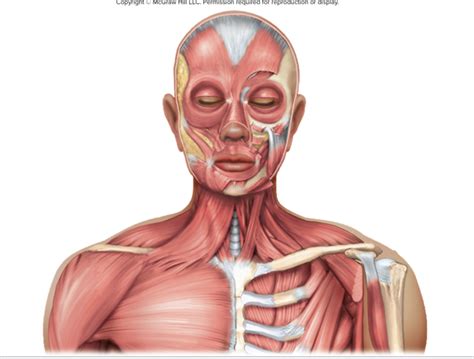 Axial Muscles Of Neck And Head Diagram Quizlet