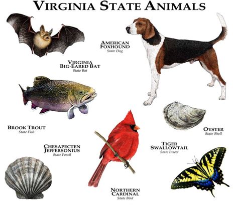 Virginia State Animals Poster Print In 2020 With Images Animals