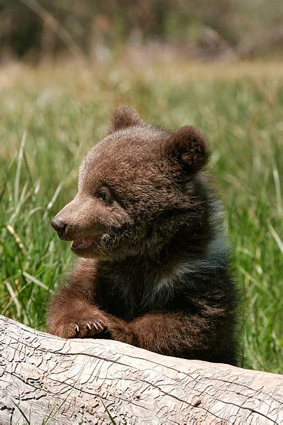 Royalty Free Baby Bear Pictures Images And Stock Photos Istock