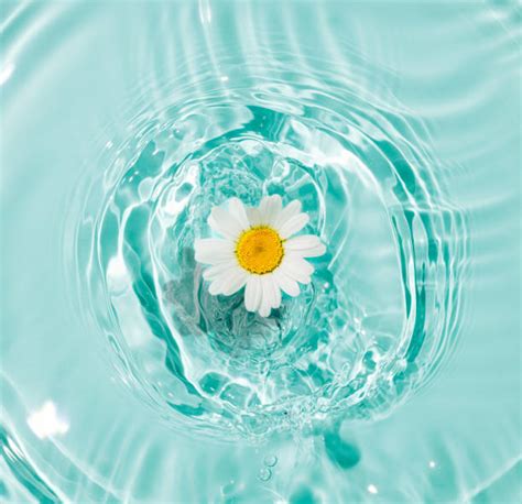 34200 Flowers Floating On Water Stock Photos Pictures And Royalty Free