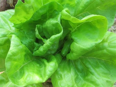 How To Grow Lettuce At Home In India In Containers