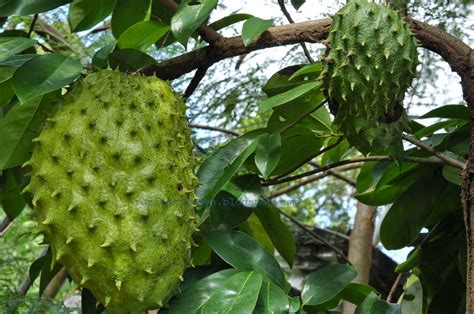 Berikut adalah 7 khasiat buah durian belanda: Ruzita's Kitchen: DURIAN BELANDA