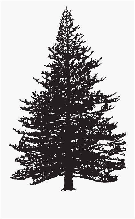 Tree Black And White Clipart Pine Pictures On Cliparts Pub 2020 🔝