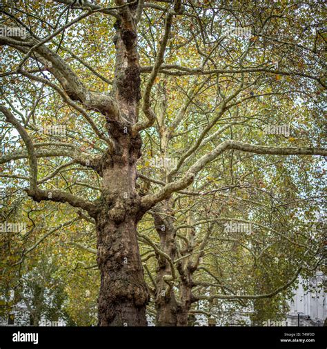 London Plane Trees London England Stock Photo Alamy