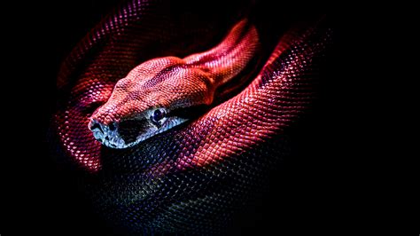 Download Wallpaper 3840x2160 Snake Reptile Red Dark