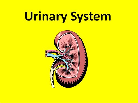 Ppt Urinary System Powerpoint Presentation Free Download Id6390543