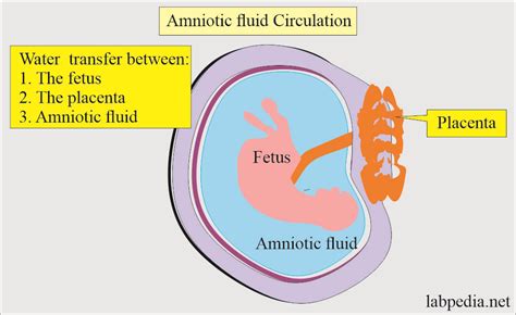 Fluid Analysis Part 5 Amniotic Fluid Examination Amniocentesis
